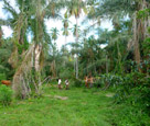 Jungle on Caribbean island