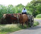 Sugar Cane Field with Ox Cart