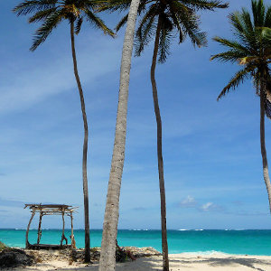 Palm tree location on white Caribbean sandy beach