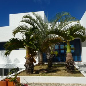 Tropical modern white villa for shoot location in Barbados