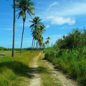 Palm lined dust road on Caribbean country side location in Barbados