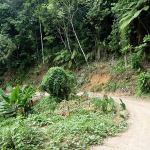 Jungle of Dominica on steep hill with dust road