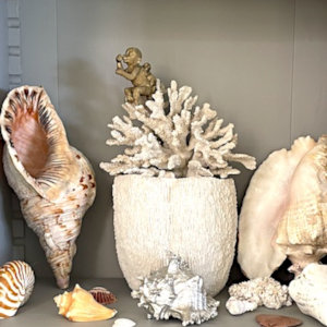 Shells from caribbean sea for interior decoration