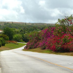 Country road with tropical flower bushes