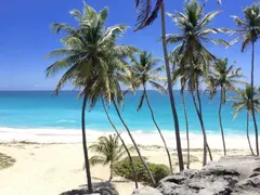 High Palm Trees On White Beach Surrounded By Rocky Mountains In A Quiet Barbados Cove