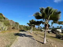 Cactus Plants In Huge Sizes Growing Wild On A Hill With Path To He Sea Lined By Beautiful Fan Palms