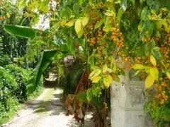 Colorful Tropical Seeds And Plants As Natural Decoration At Stone House Entrance Gate