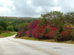 Country Road Manicured Flower Bushes Tropics