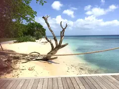 Drift Wood Natural Sculpture On Barbados Beach As Backdrop For Fashion Photography