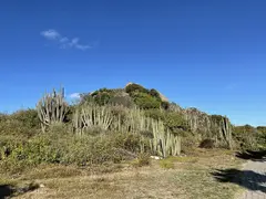 High Cactus Plants On Stonehill Overlooking The Sea