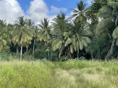 Jungle Of Coconut Trees With Dense Vegetation Behind And Overgrown Green Grass With Small Walk Way