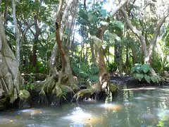 Mangrove Forest Caribbean Location Dominica