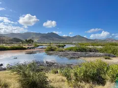 Mangrove Roots Dried Out In Flat Sea Water And In The Backdop A Mountain Chain