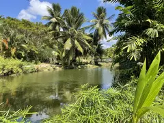Natural Pond Surrounded By Palm Trees With Wooden Bridge Crossing And Lush Tropical Vegetation With Colourful Flowers