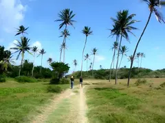 Palm Lined Natural Path On Green Grass Leading To The Atlantic Ocean And Is Surrounded By Lean Tall Palm Trees