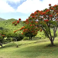 Green Hills With Red Blooming Flamboyant Tree In St. Martin