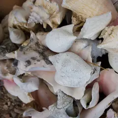 shells from caribbean sea for interior decoration