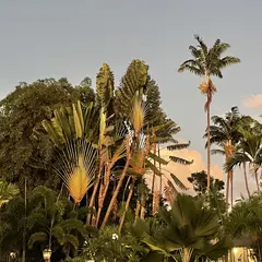 tropical vegetation with beautiful trees in sunset light