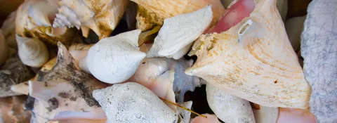 shells collected on beach in the Bahamas
