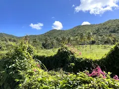 Wide Green Grass Land With Coconut Trees And Pink Flowers In Front Of An Overgrown Hill Chain
