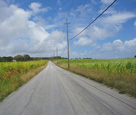 Caribbean Sugar Cane Fields