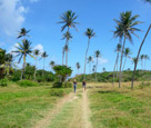 Tropical palm tree landscape in Caribbean
