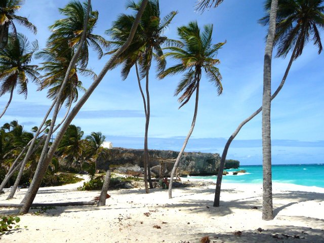 Beach cove palm tree location Caribbean