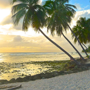 Path under palm trees on Caribbean sunset beach location