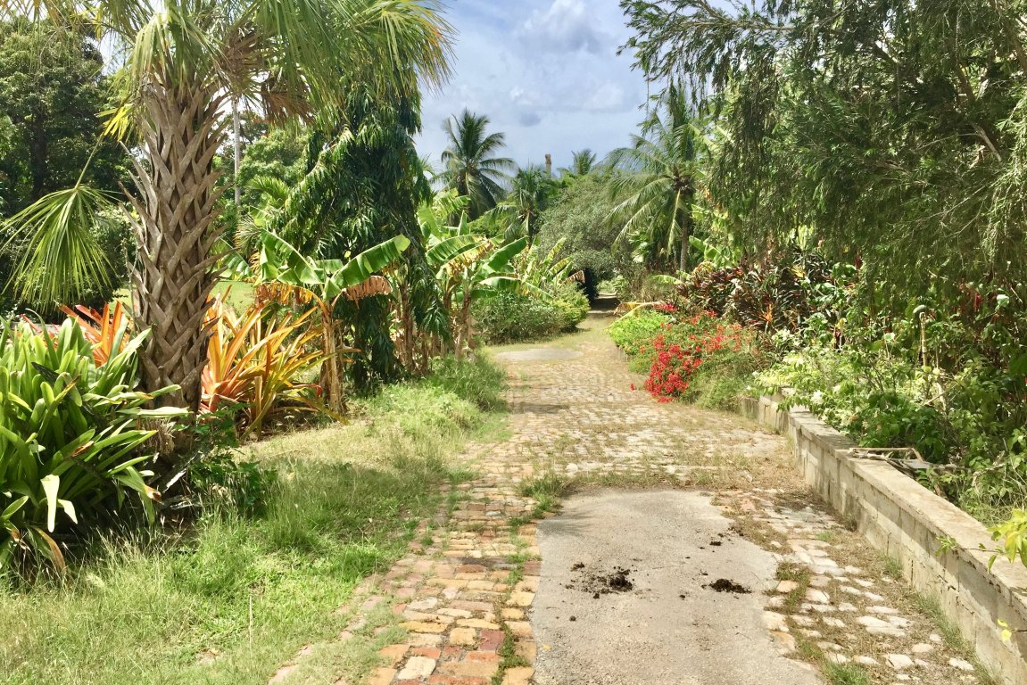 Georgeous tropical landscape with palms colorful flower bushes and path