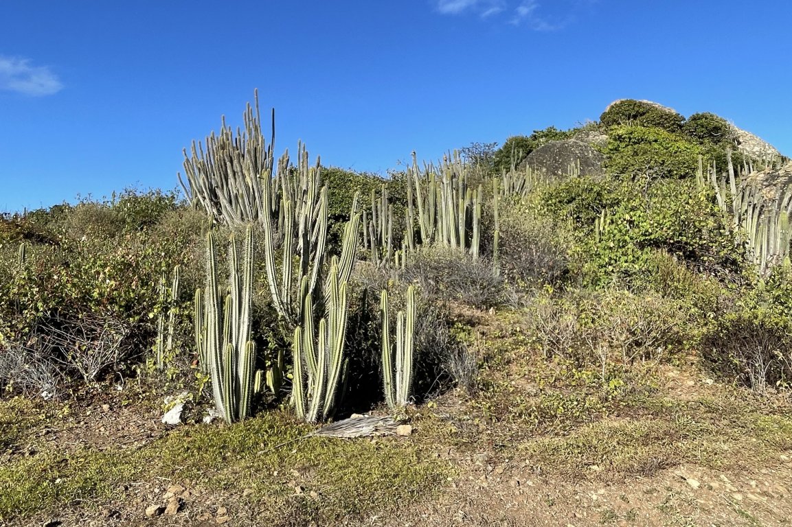 Hill overgrown with high cactus plants