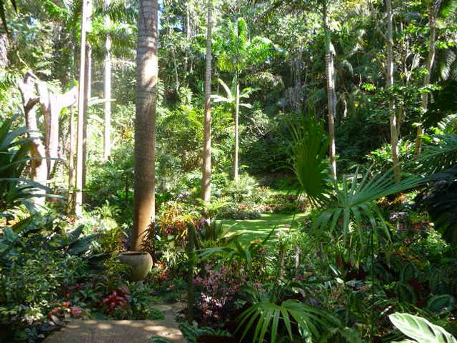 palm tree jungle caribbean