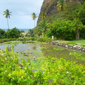 Fish pond on lush Caribbean mountain location