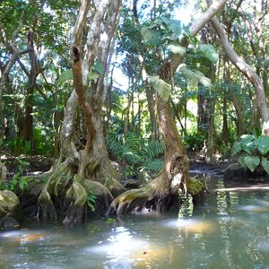 Mangrove forest on Caribbean shoot location of Dominica